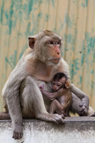 猴子和其坐在墙上的孩子 — 图库照片