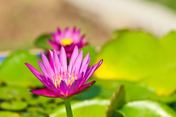 Piękny różowy Lotos z tło zielony liść — Zdjęcie stockowe