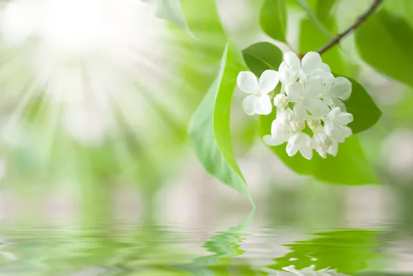 stock image Lilac flowers