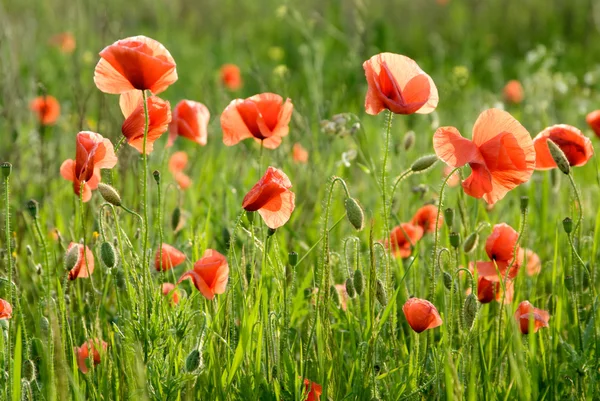 stock image Poppy flowers