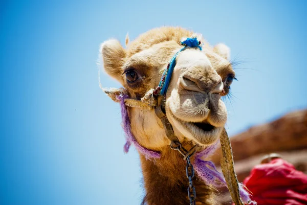 Camel head — Stock Photo, Image