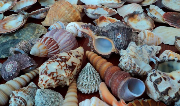 Conchas marinas Fotos de stock