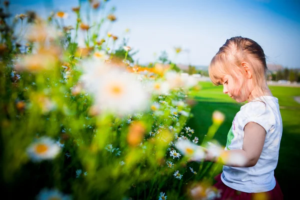 Güzel bir kız camomiles kokuyor — Stok fotoğraf