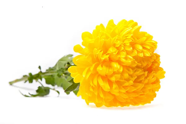 Beau chrysanthème jaune isolé sur fond blanc — Photo