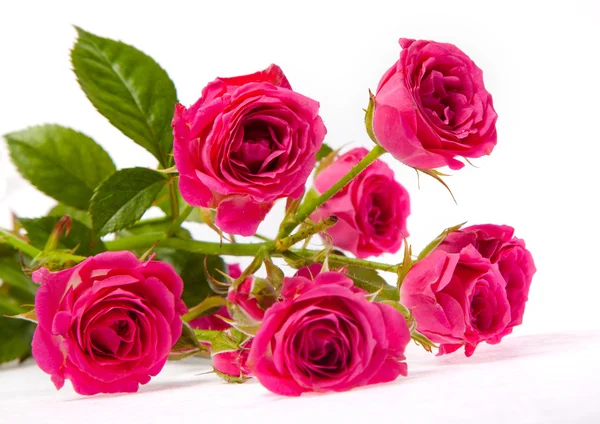 Stock image Branch of pink little roses isolated on white