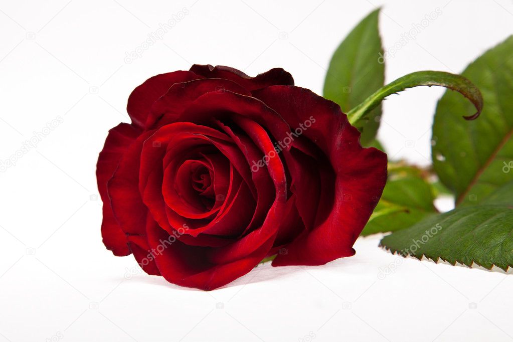 Single dark red rose flower isolated on white background