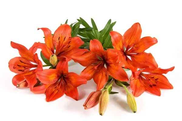 Bukiet lilii — Zdjęcie stockowe