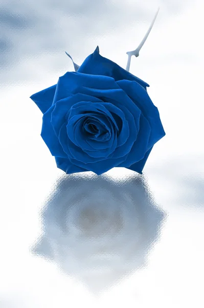Single blue rose Stock Photo by ©georgemuresan 4236973