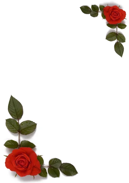 Karta s růží a listů — Stock fotografie