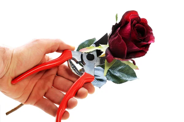 Cutting rose with clipping path — Stock Photo, Image