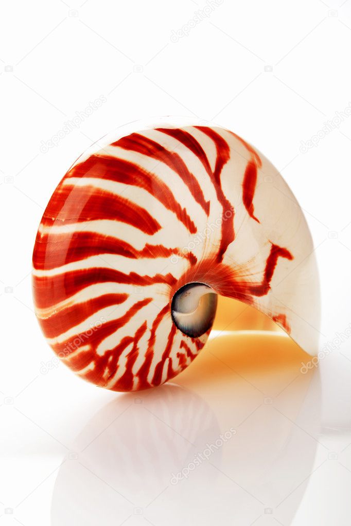 Nautilus clam with clipping path