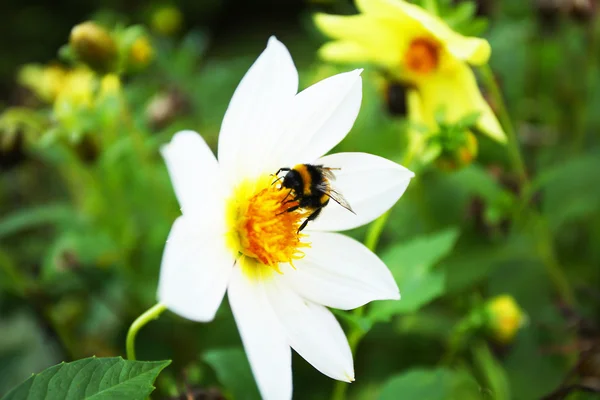 Медовая пчела на цветке — стоковое фото