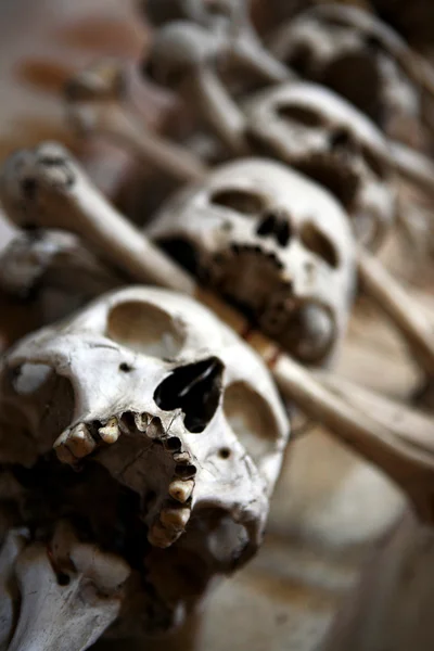 Totenköpfe und Knochen Nahaufnahme — Stockfoto