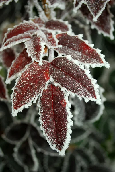 stock image Red leafs covered in ice