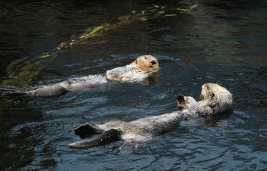 Sea-otters clipart
