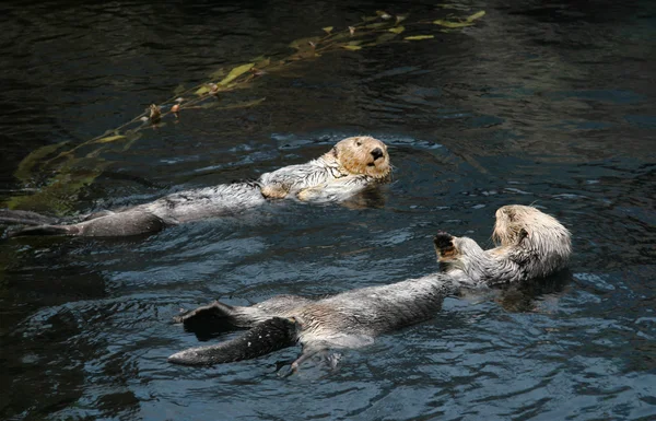 Lontras-marinhas — Fotografia de Stock