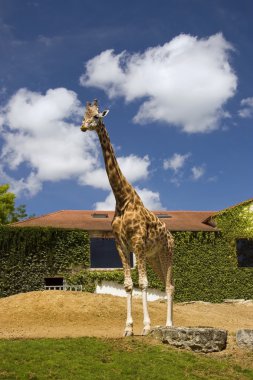 Giraffe at a zoo clipart