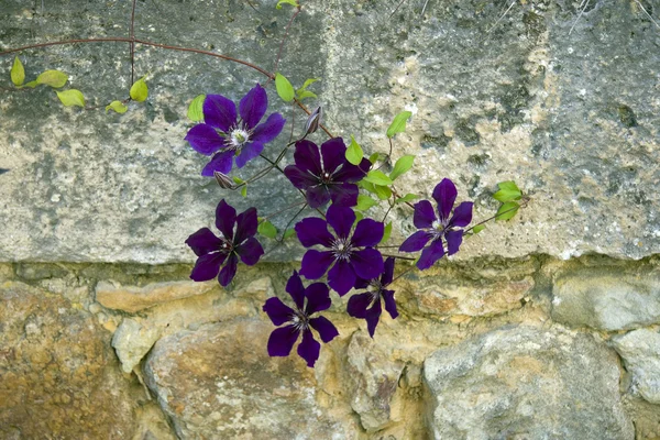 The violet clematises at the stone wall — Stock Photo, Image