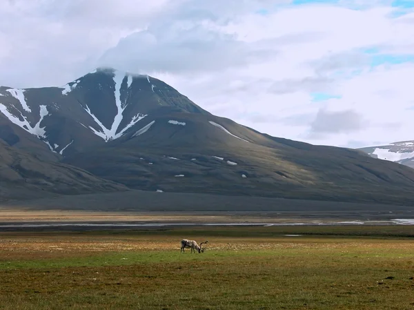 Spitsbergen Dağları — Stok fotoğraf
