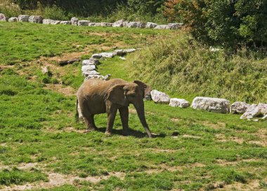 Hayvanat Bahçesi beauval, Fransa açık alanda fil
