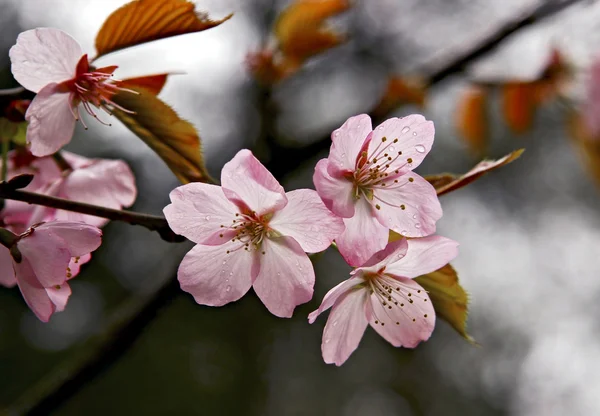 Härlig Sakura Blossom Grenar — Stockfoto