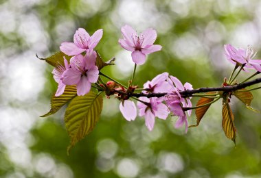 Lovely cherry blossom branches clipart