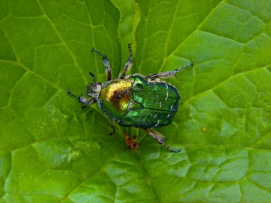 The Flower Chafer on a leaf clipart