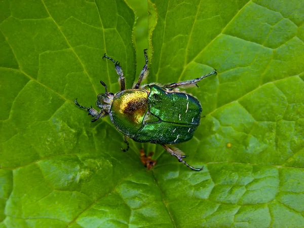 The Flower Chafer on a leaf — Stock Photo, Image