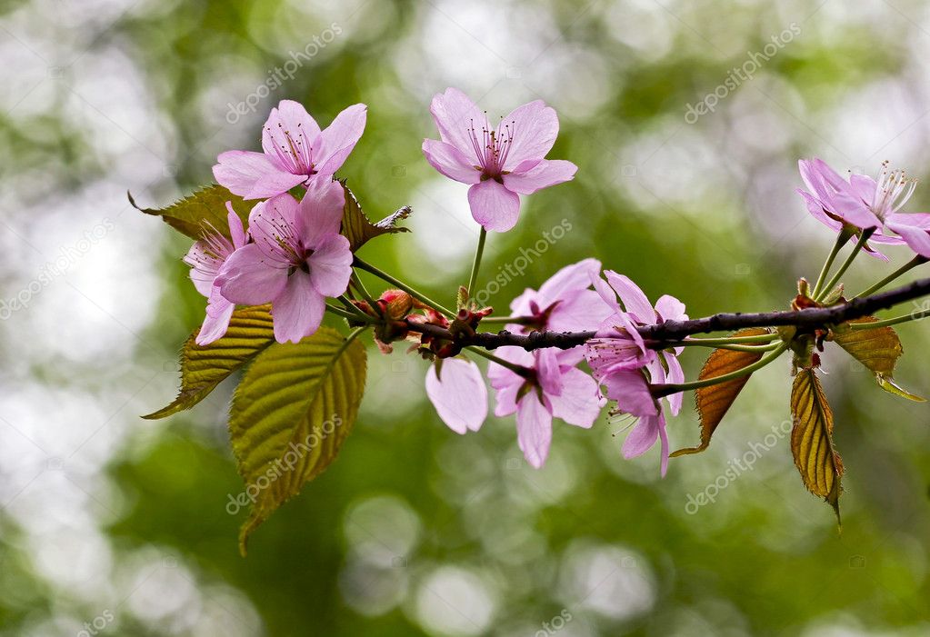 Lovely cherry blossom branches — Stock Photo © MarDym 5088060