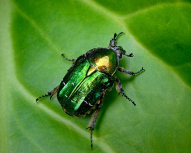The Flower Chafer on a leaf clipart