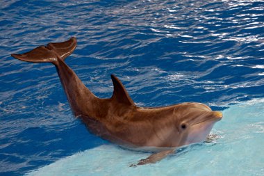 Atlantic bottlenose dolphin clipart