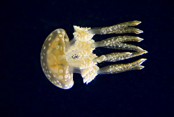 Stock image Jellyfish