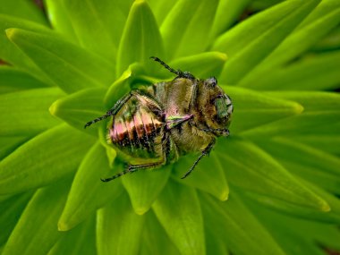 Ölü taklidi çiçek chafer