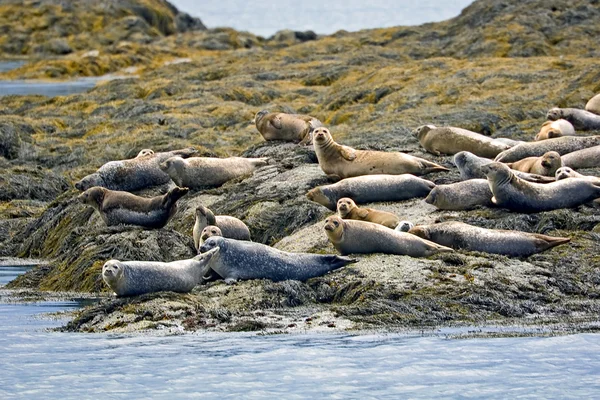Тюлени на скале — стоковое фото