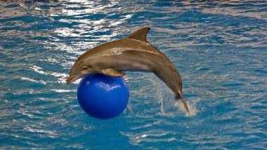 Atlantic bottlenose dolphin clipart