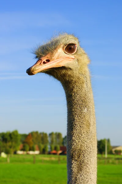 stock image Ostrich, I got my Eye on you