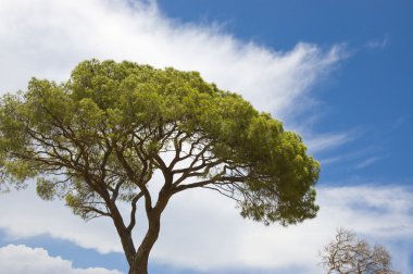 Green Italian pine against the sky. clipart