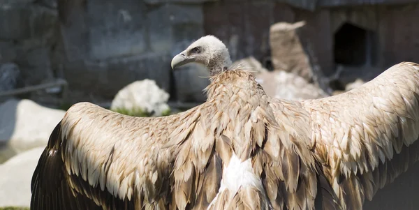 stock image Griffin