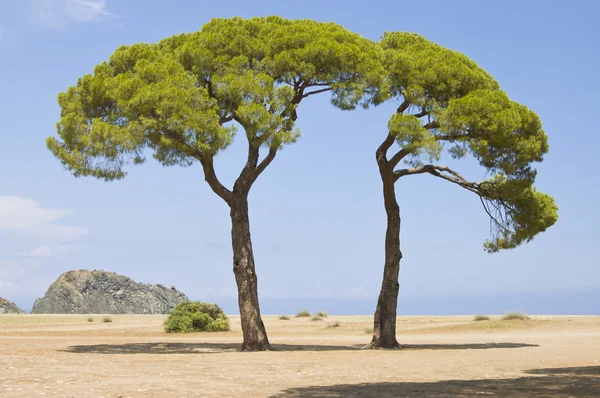 Green Italian pines — Stock Photo, Image