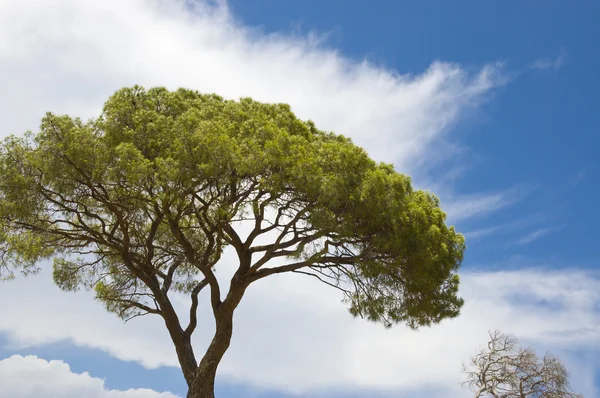 stock image Green Italian pine against the sky.