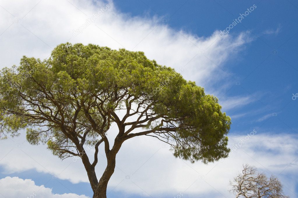 Green Italian pine against the sky.