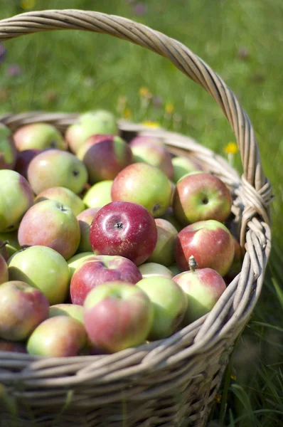 stock image Basketful of apples