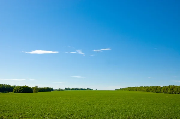 Green field and blue sky 2 — Stock Photo, Image
