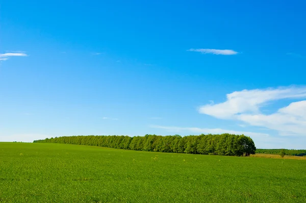 Green field and blue sky 3 — Stock Photo, Image
