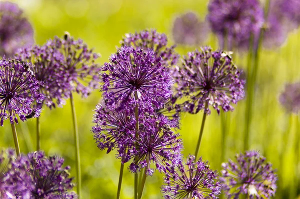 stock image Purple flowers