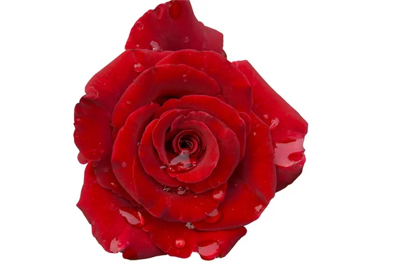 Rosa escarlata — Foto de Stock
