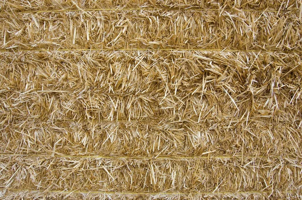 stock image Close-up of baled wheat straw