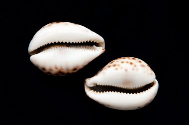 Shells clipart