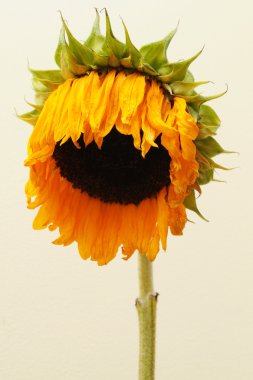 Sunflower clipart