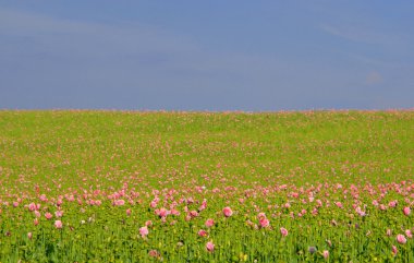 Poppy field clipart